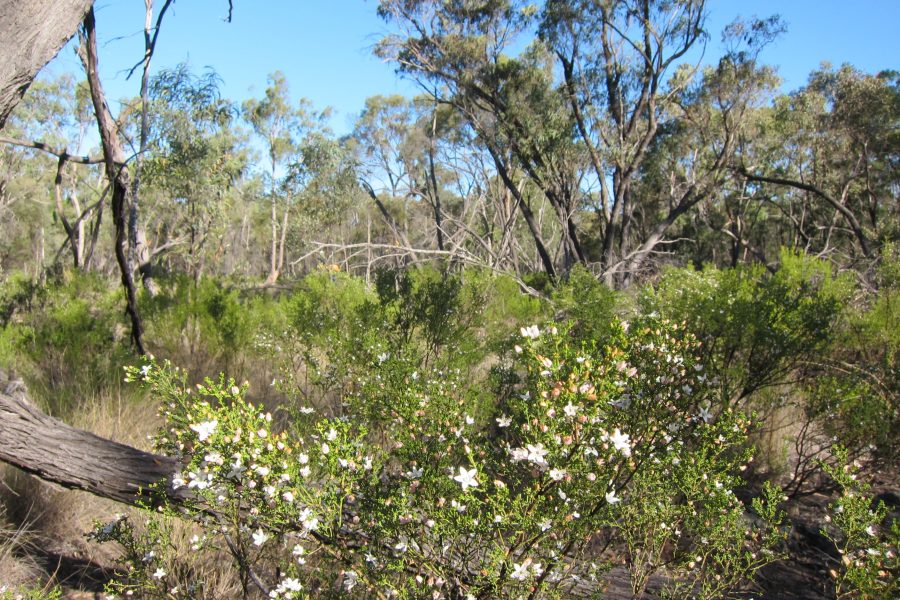 Fauna & Flora Surveys